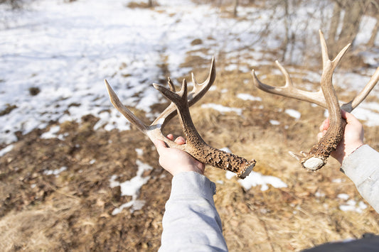 Are your deer healthy… sheds are an indicator