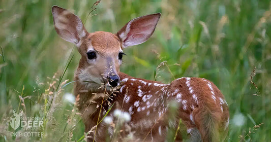 5 Ways To Produce Great Cover For Fawns