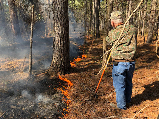 Fire Up Your Deer Hunting With a Prescribed Burn