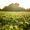 Spring Seed Blends
