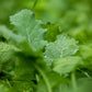 Now & Later - Brassicas & Clover
