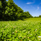 C'mon Over, Clover!